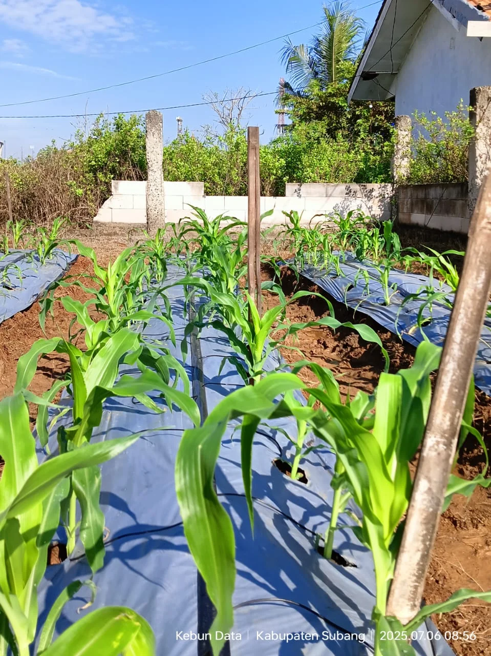 Kebun Jagung