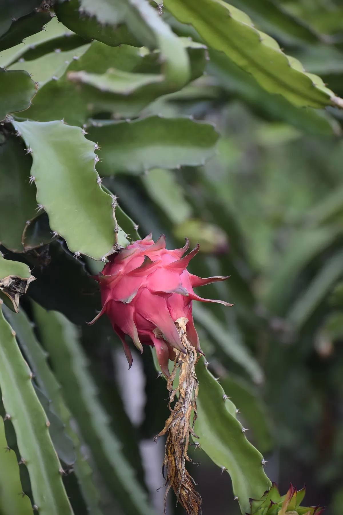 Pupuk Buah Naga agar Cepat Berbuah: Jadwal Lengkap per Fase