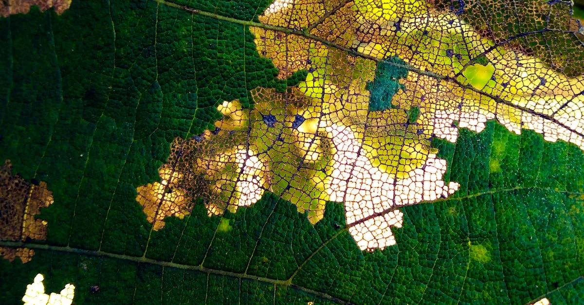 Deteksi Penyakit Tanaman dari Foto: Cara Kerja AI dan Batasannya untuk Petani
