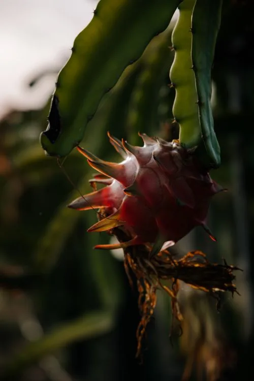 Harga Bibit Buah Naga Rp60.000: Kapan Balik Modal?
