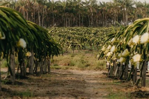 Bisnis Bibit Buah Naga: 1 Stek Connie Mayer Jadi 6 Bibit