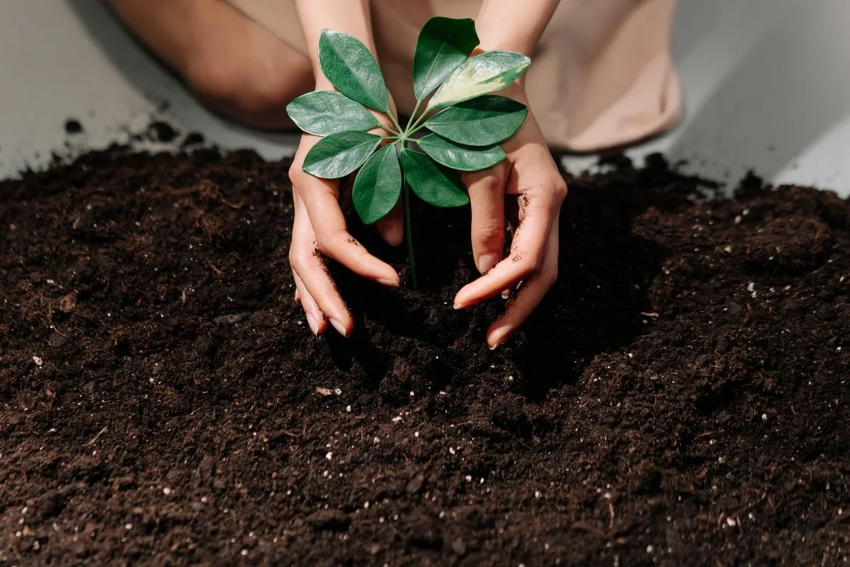 Kalibrasi Sensor Soil Moisture: Resistif vs Kapasitif, Mana yang Akurat untuk Kebun?