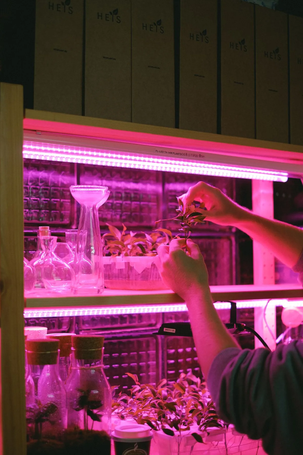 Panduan Grow Light LED untuk Tanaman Indoor: Watt, Spektrum, dan Jarak