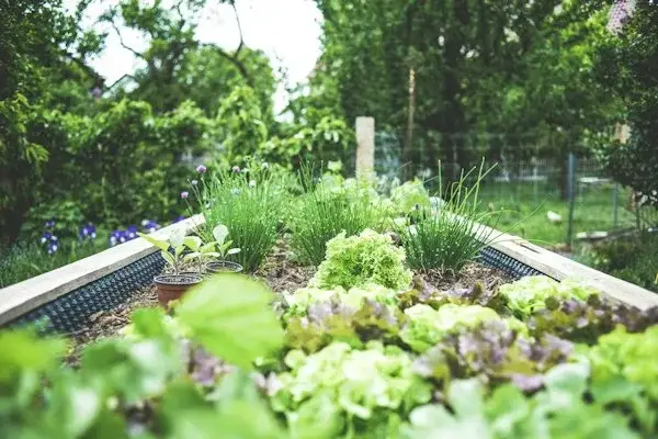 Modifikasi Mesin Potong Rumput Mini Menggunakan Aki Kering 12V untuk Operasional Kebun