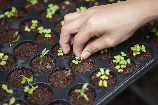 Teknik Semai Benih Sayuran Daun Agar Bebas Kutilang (Kurang Tinggi Langsing)
