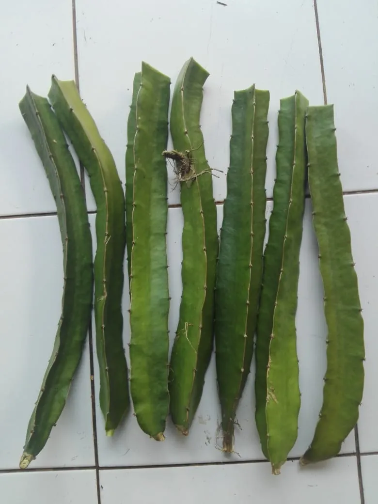 Bibit Buah Naga Golden Isis